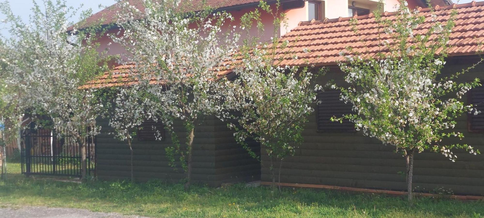 Appartamento Kod Ane Belavici Esterno foto